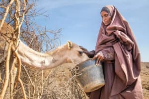 From burden to solutions: Somalia’s DRIVE toward safer food and trusted markets